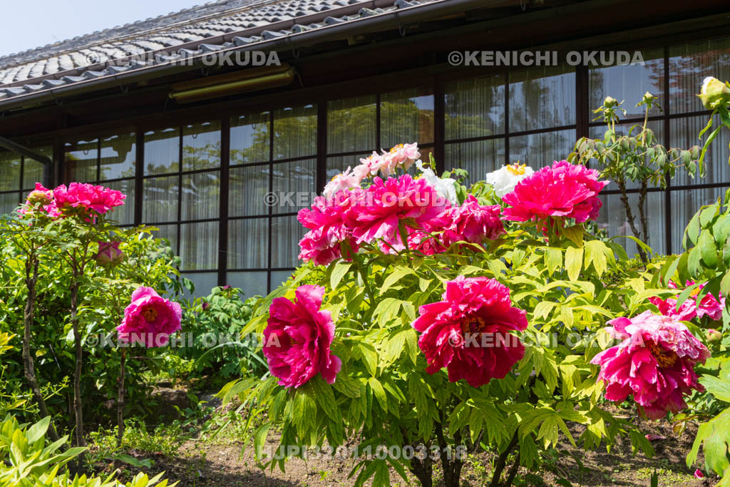 奈良県　春ボタン咲く石光寺