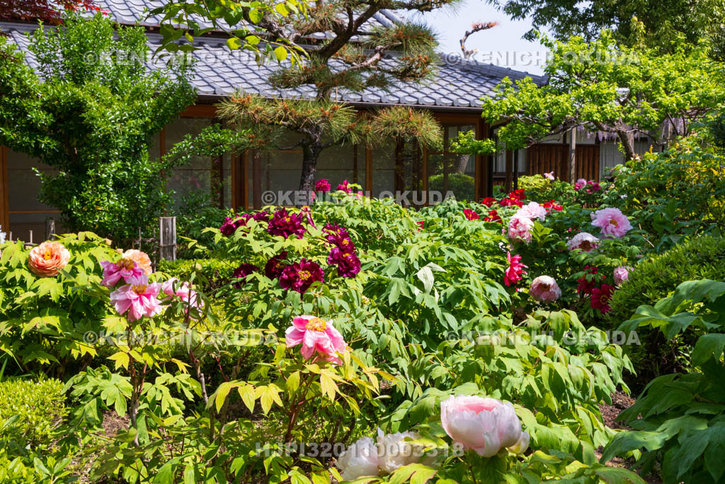 奈良県　春ボタン咲く石光寺