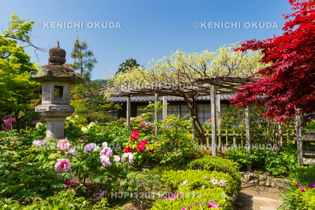 奈良県　春ボタン咲く石光寺