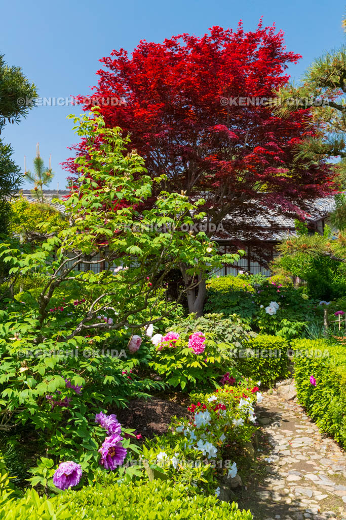 奈良県　春ボタン咲く石光寺