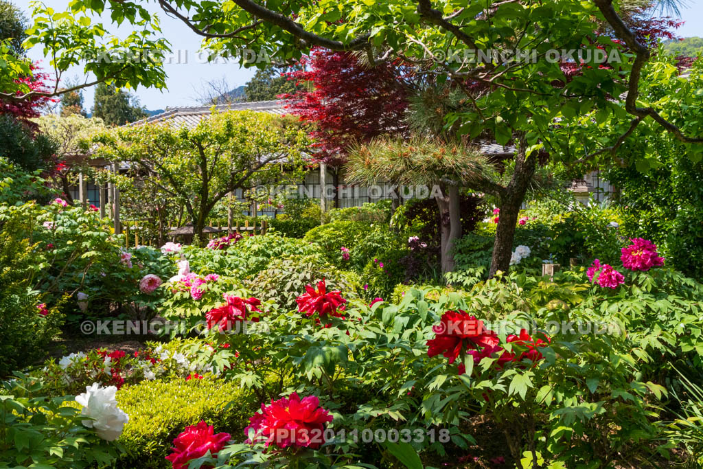 奈良県　春ボタン咲く石光寺