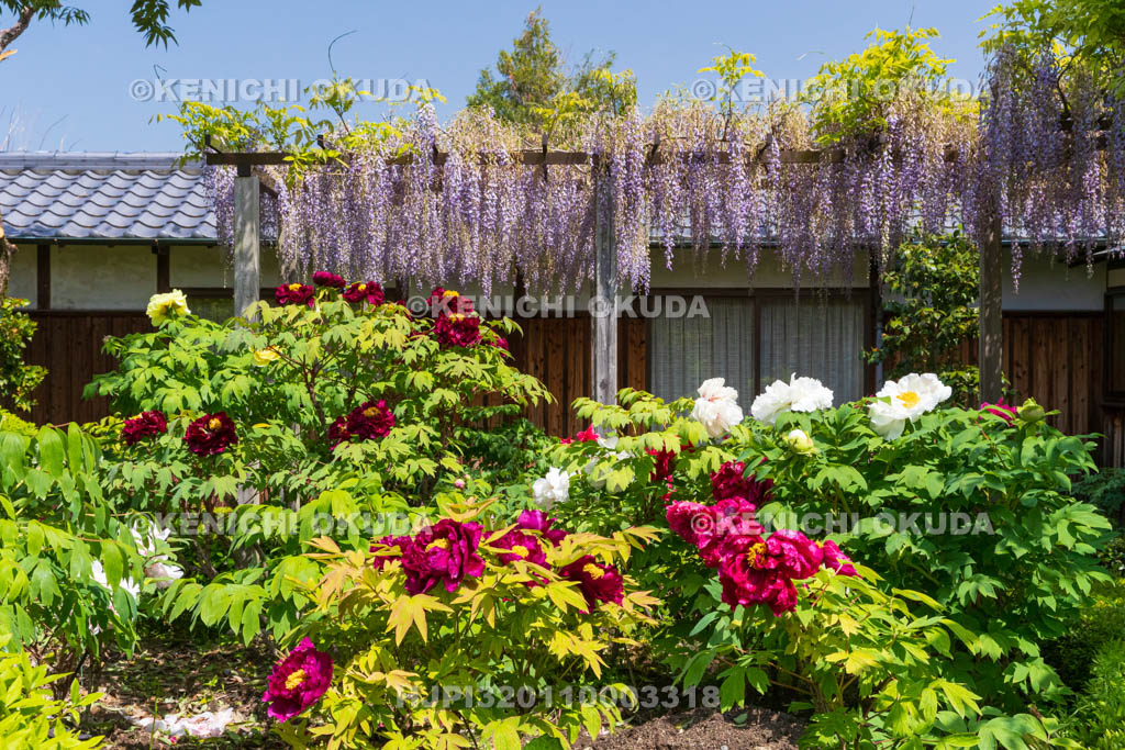 奈良県　石光寺　藤棚と春ボタン