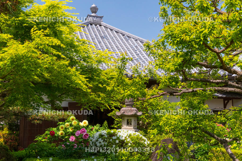 奈良県　春ボタン咲く石光寺
