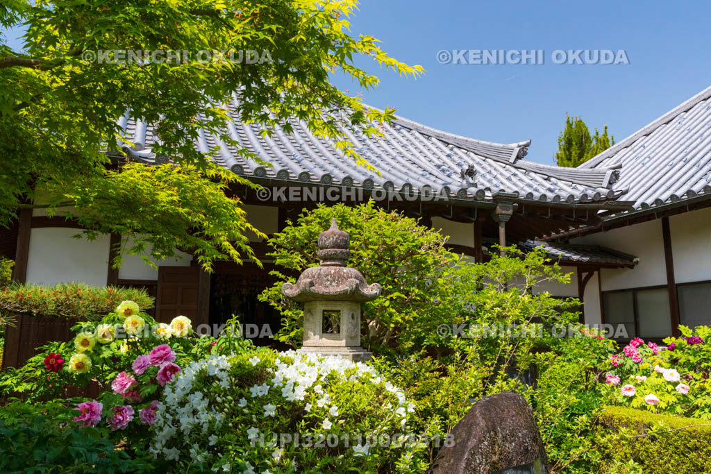 奈良県　春ボタン咲く石光寺