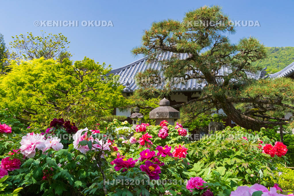 奈良県　春ボタン咲く石光寺