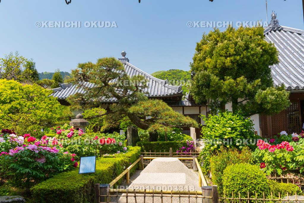 奈良県　春ボタン咲く石光寺