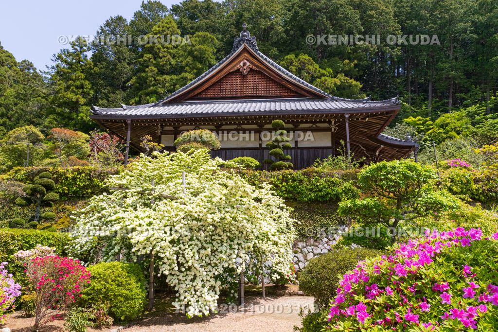 奈良県　オオデマリとツツジ咲く船宿寺