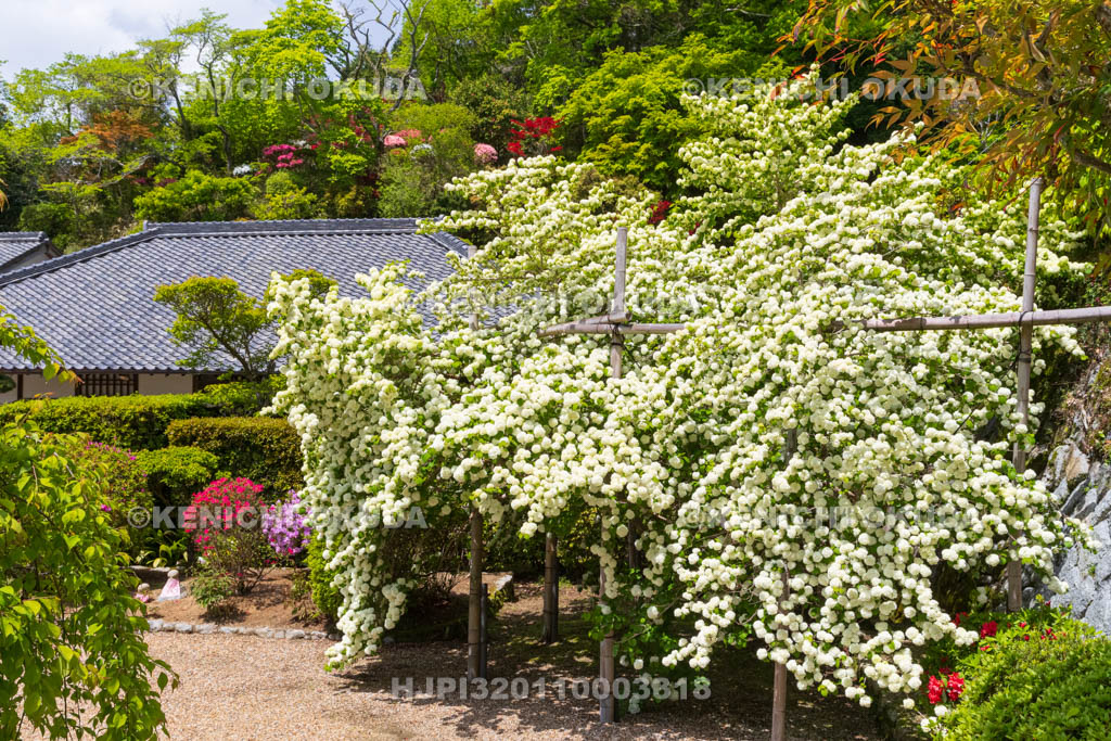 奈良県　オオデマリとツツジ咲く船宿寺