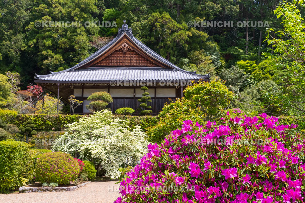 奈良県　オオデマリとツツジ咲く船宿寺