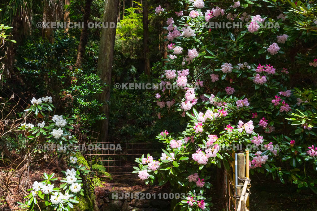 奈良県　シャクナゲ咲く船宿寺