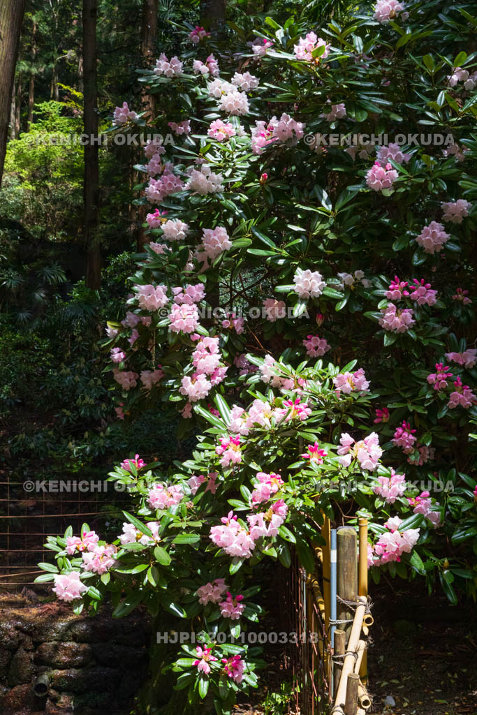 奈良県　シャクナゲ咲く船宿寺