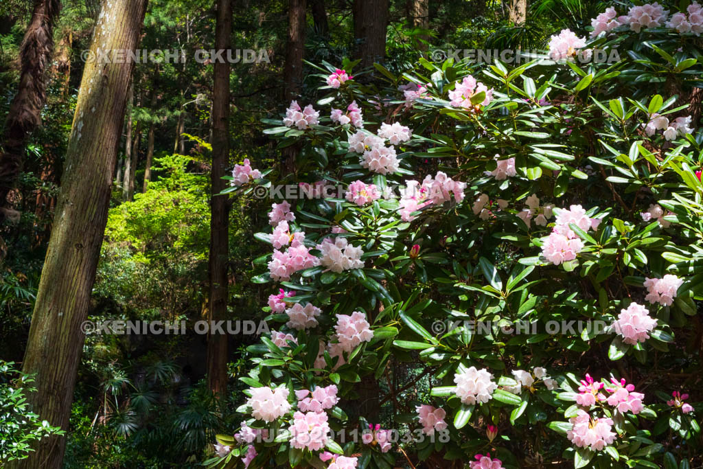 奈良県　シャクナゲ咲く船宿寺