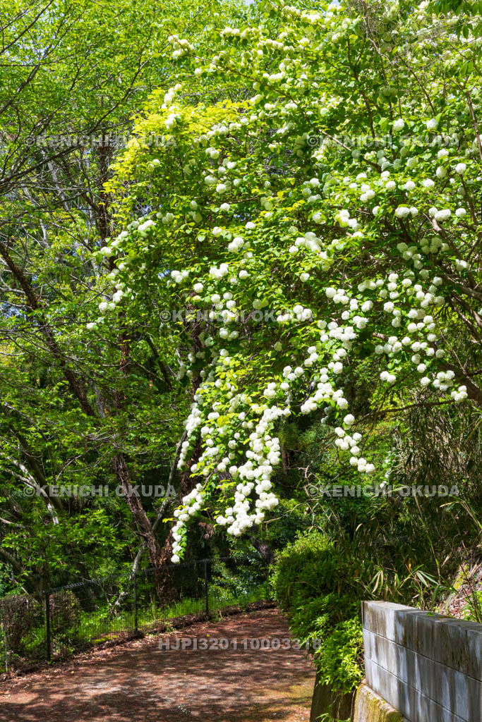 奈良県　オオデマリ咲く葛城古道　船宿寺付近