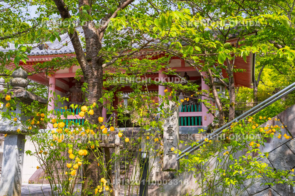 奈良県　ヤマブキ咲く壷阪寺（南法華寺）　仁王門
