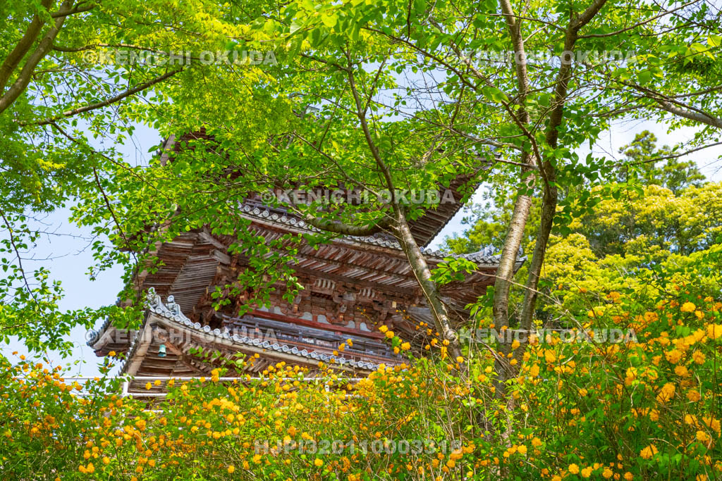 奈良県　ヤマブキ咲く壷阪寺（南法華寺）　三重塔（重文）