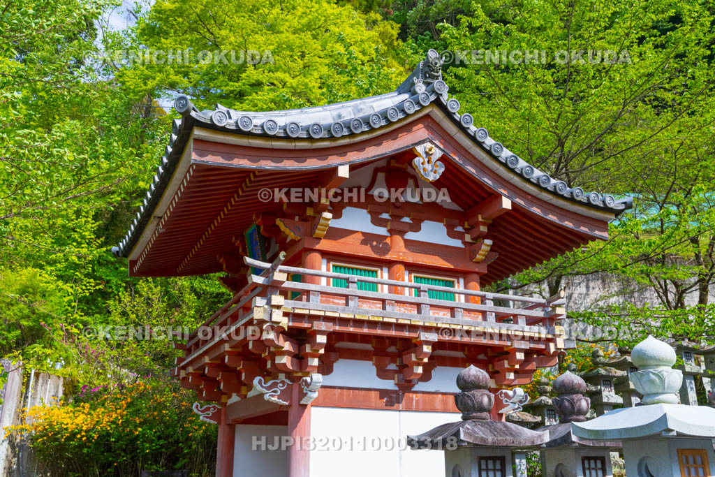奈良県　ヤマブキ咲く壷阪寺（南法華寺）　天竺門