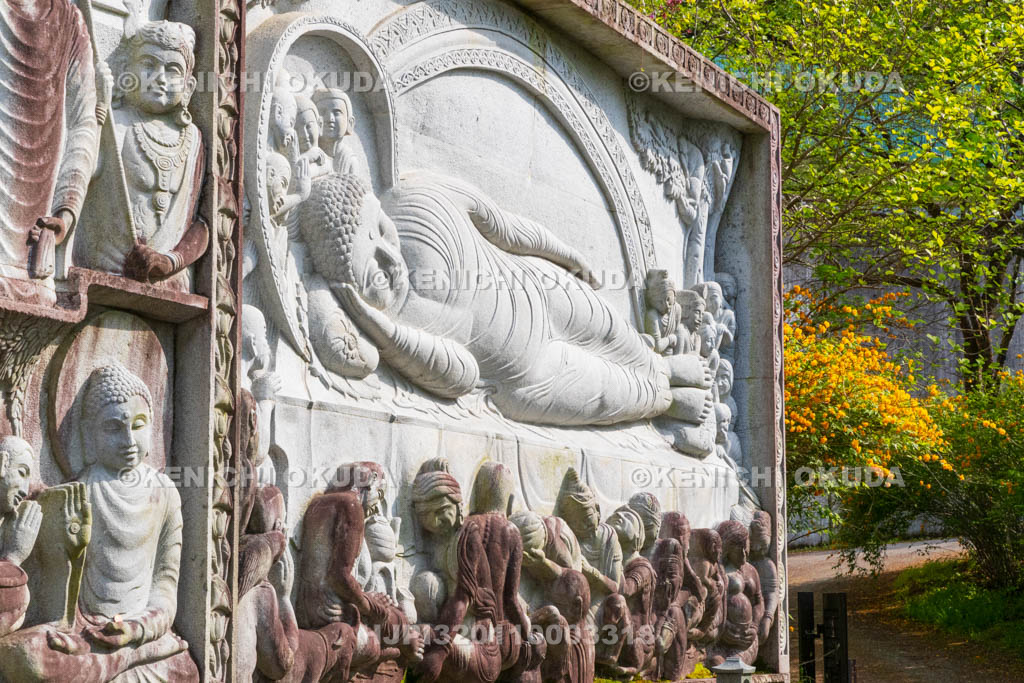 奈良県　ヤマブキ咲く壷阪寺（南法華寺）　天竺渡来佛伝図レリーフ「釈迦一代記」