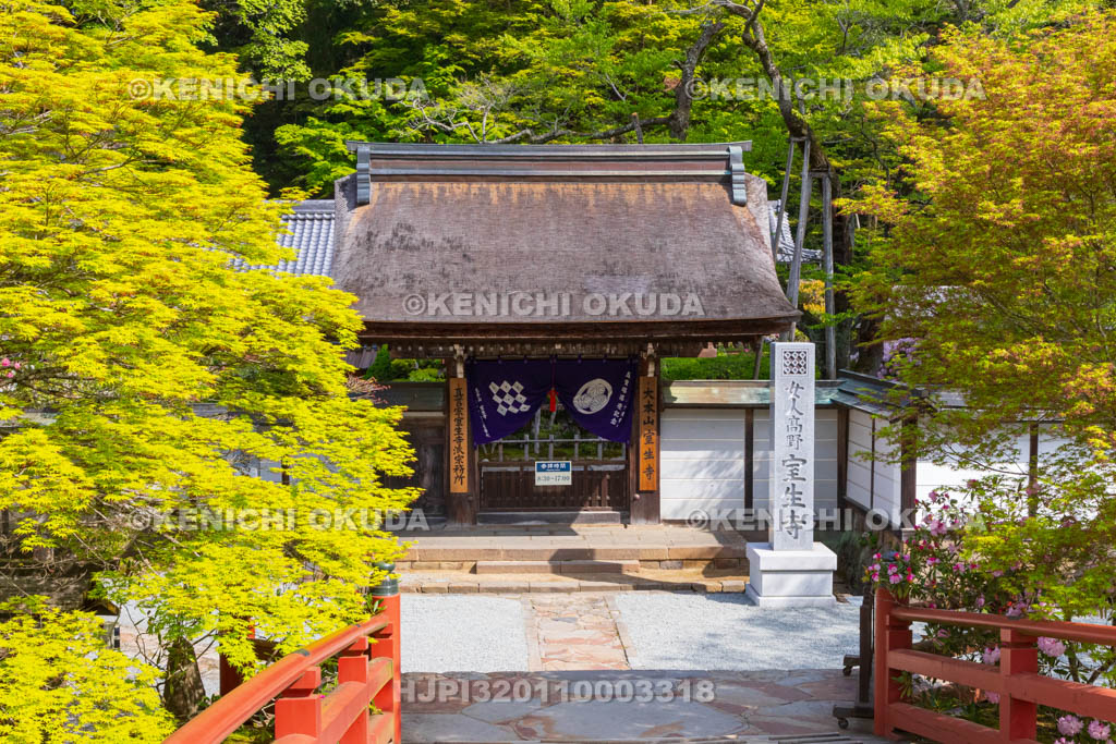 奈良県　シャクナゲ咲く室生寺　本坊山門