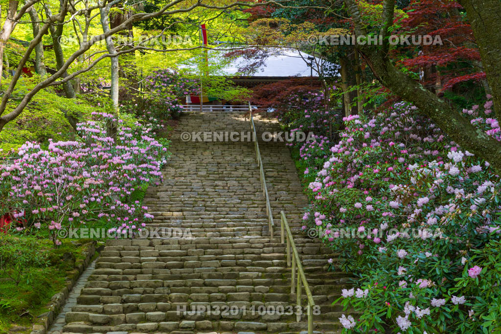 奈良県　シャクナゲ咲く室生寺　金堂（国宝）と鎧坂