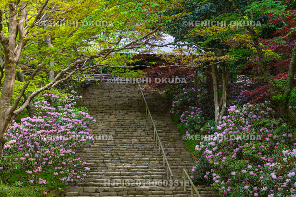 奈良県　シャクナゲ咲く室生寺　金堂（国宝）と鎧坂