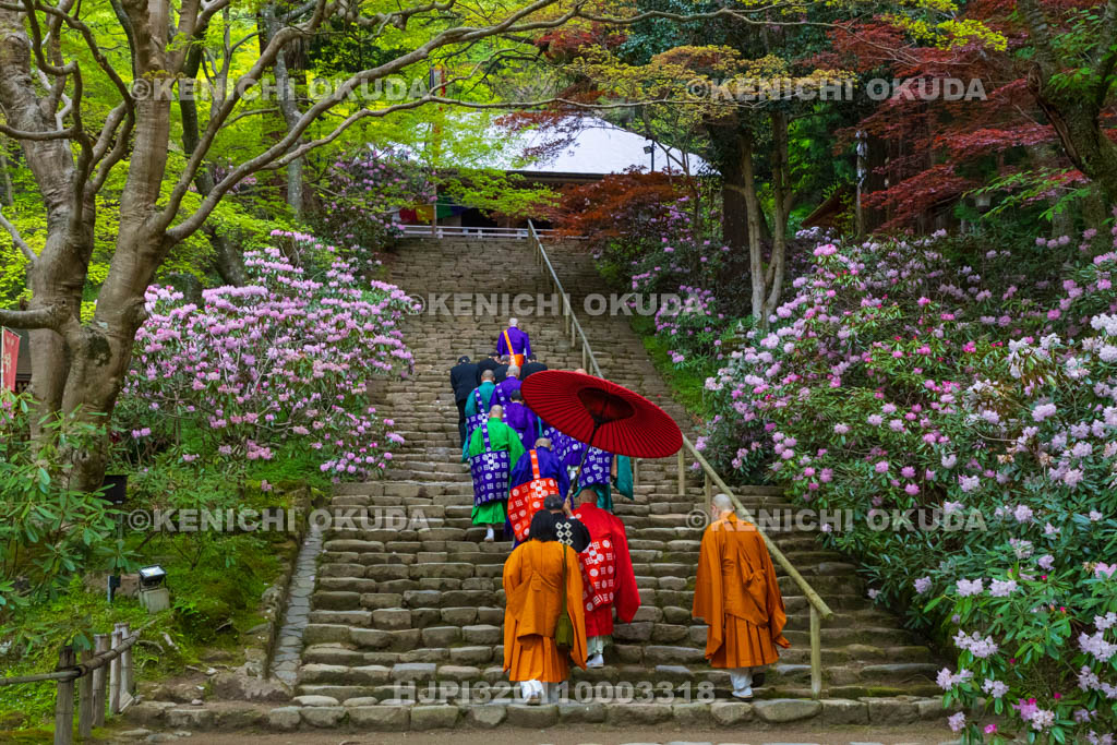 奈良県　シャクナゲ咲く室生寺　金堂（国宝）と鎧坂　正御影供法要の参進