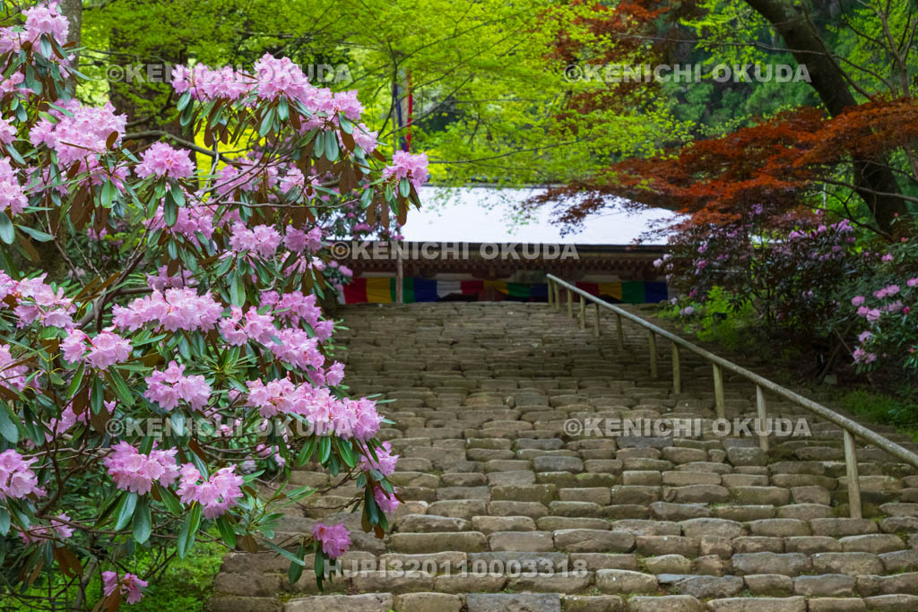 奈良県　シャクナゲ咲く室生寺　金堂（国宝）と鎧坂