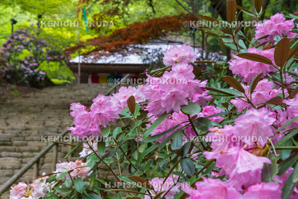 奈良県　シャクナゲ咲く室生寺　金堂（国宝）と鎧坂