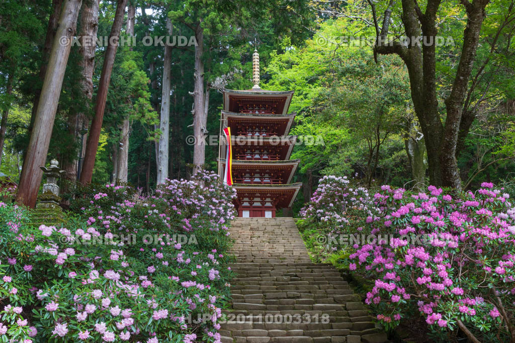 奈良県　シャクナゲ咲く室生寺　五重塔（国宝）