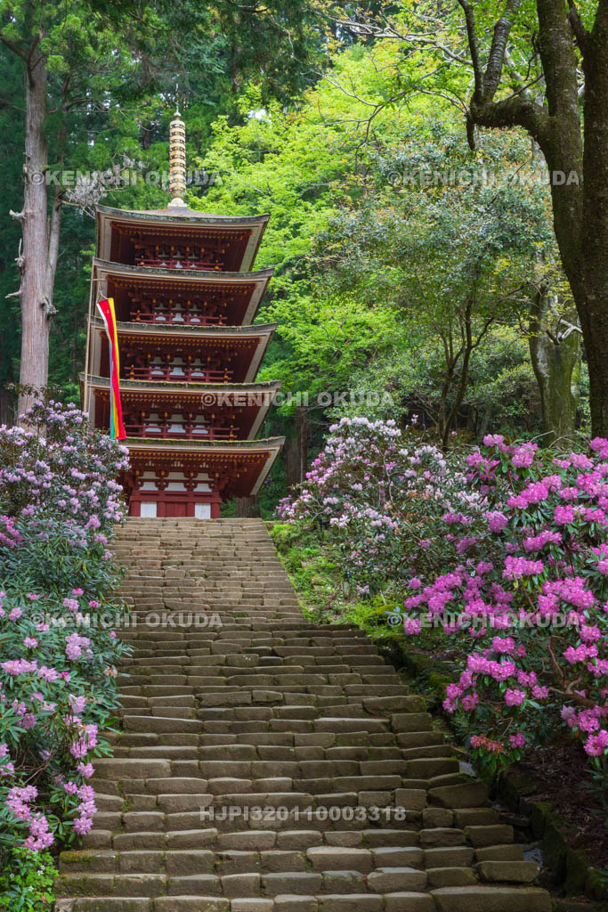 奈良県　シャクナゲ咲く室生寺　五重塔（国宝）