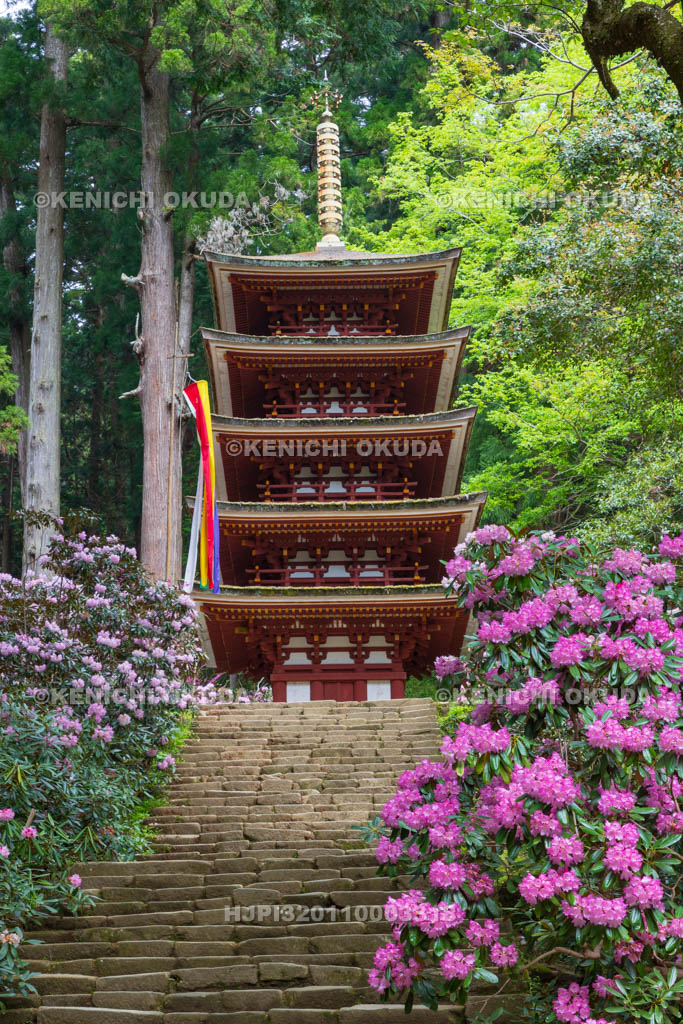 奈良県　シャクナゲ咲く室生寺　五重塔（国宝）