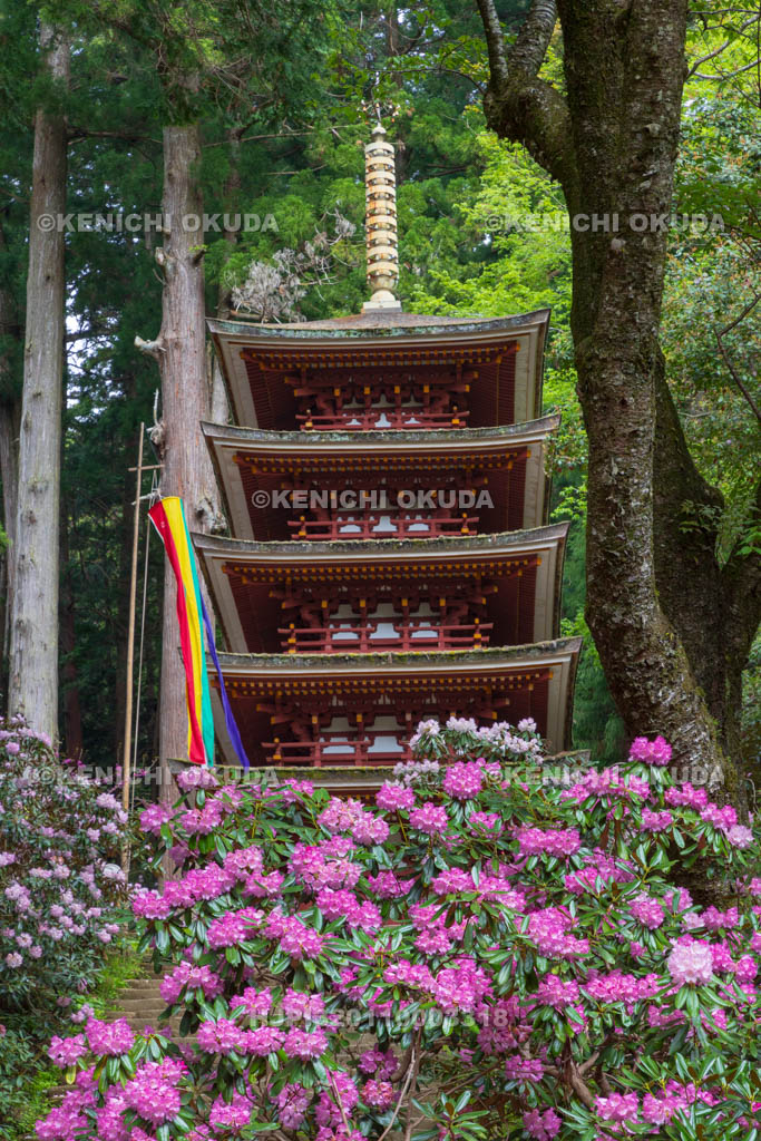 奈良県　シャクナゲ咲く室生寺　五重塔（国宝）