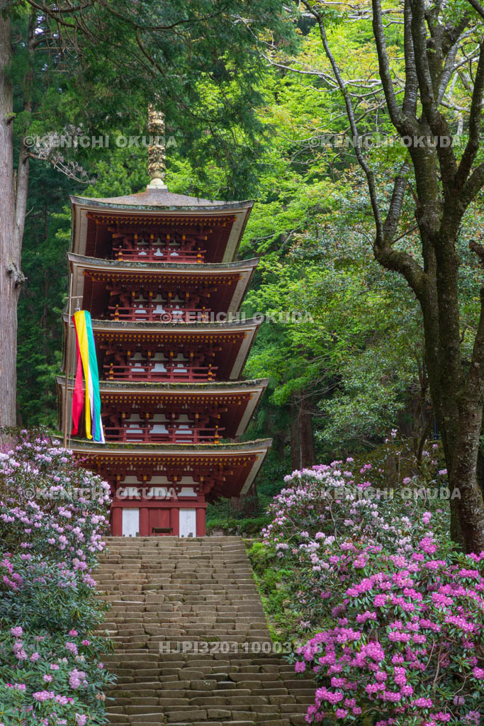 奈良県　シャクナゲ咲く室生寺　五重塔（国宝）
