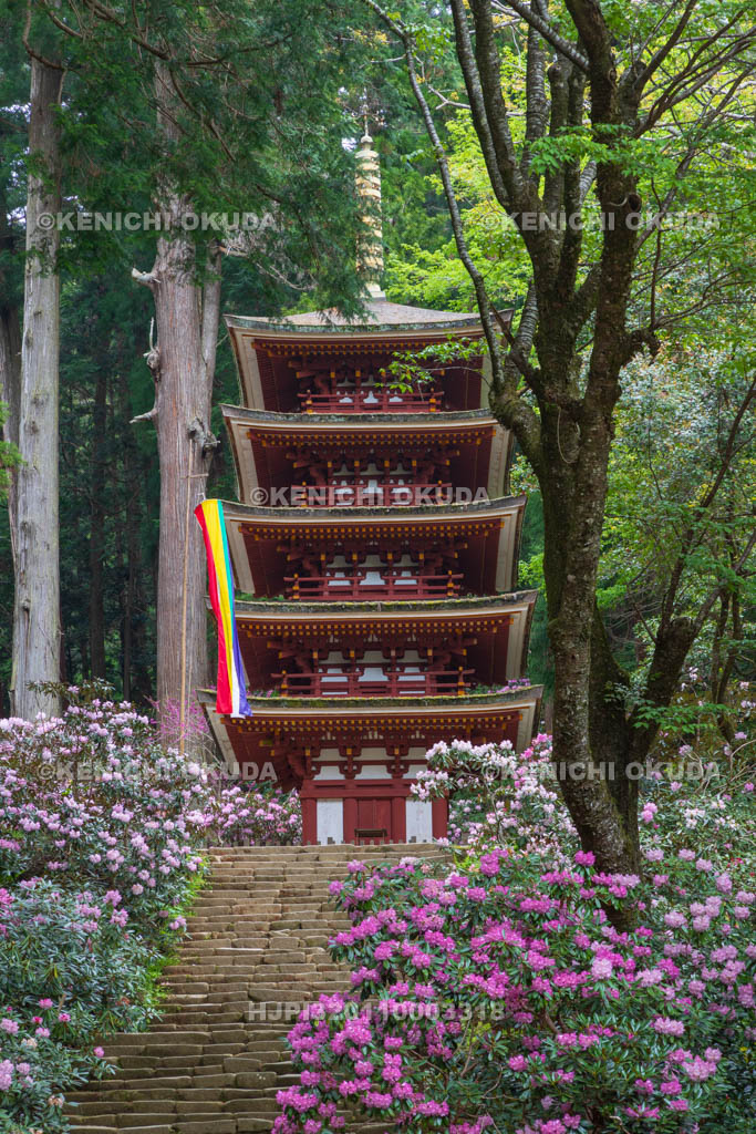 奈良県　シャクナゲ咲く室生寺　五重塔（国宝）