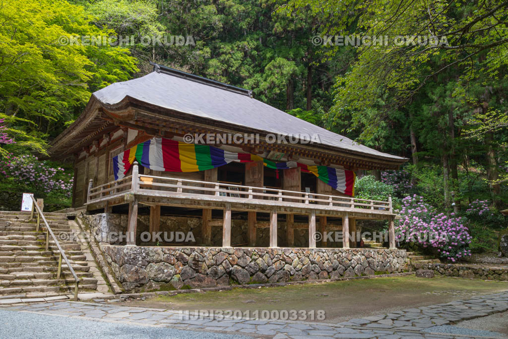 奈良県　シャクナゲ咲く室生寺　金堂（国宝）