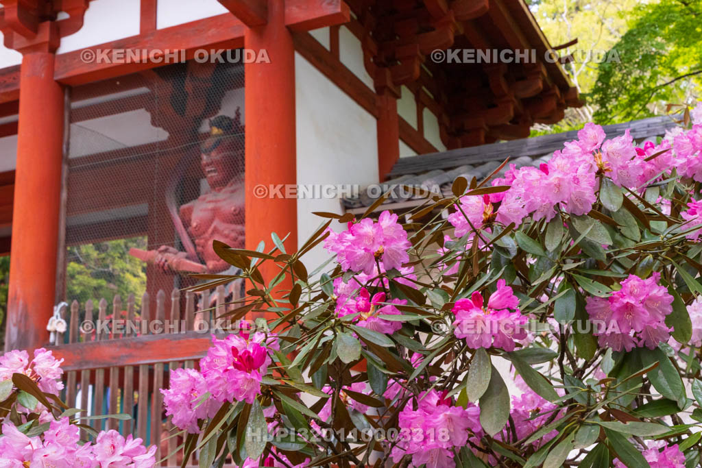 奈良県　シャクナゲ咲く室生寺　仁王門