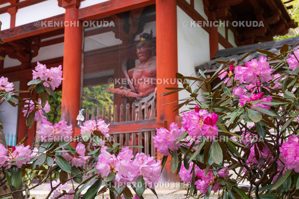 奈良県　シャクナゲ咲く室生寺　仁王門