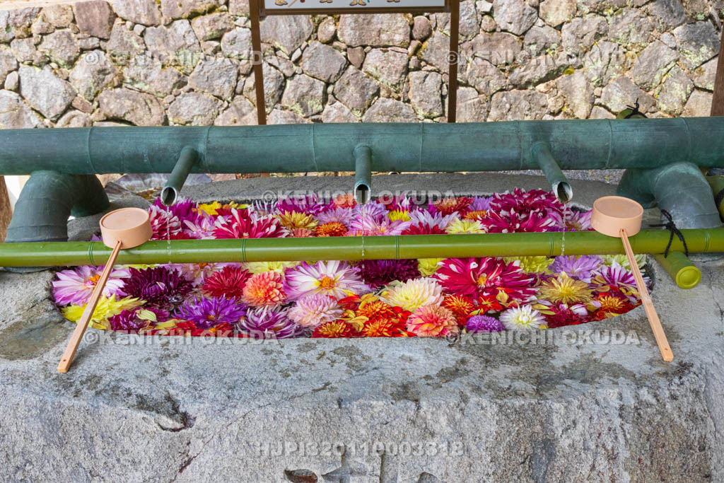 奈良県　岡寺　ダリアの花手水　仁王門付近