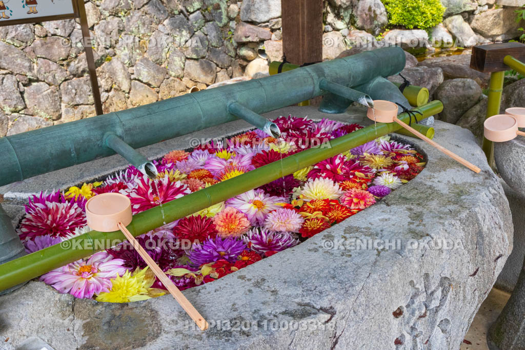 奈良県　岡寺　ダリアの花手水　仁王門付近