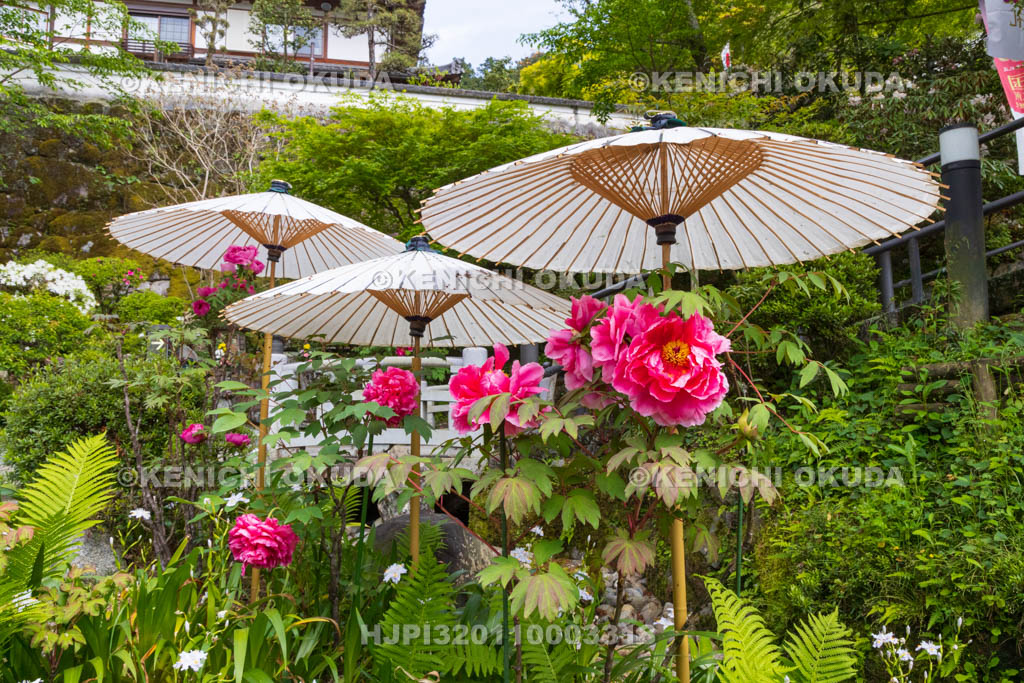 奈良県　ボタン咲く岡寺　仁王門付近