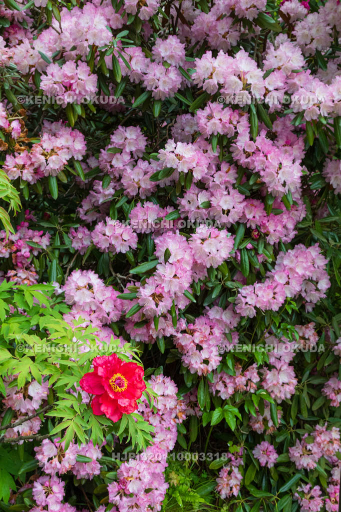 奈良県　岡寺　参道のボタンとシャクナゲ
