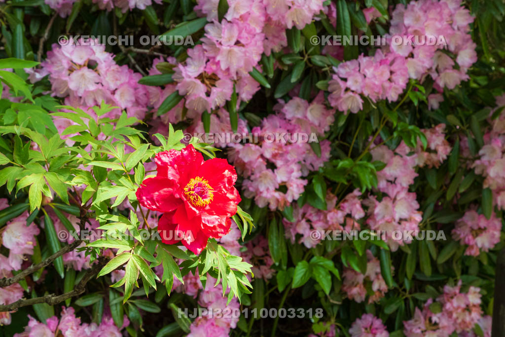 奈良県　岡寺　参道のボタンとシャクナゲ