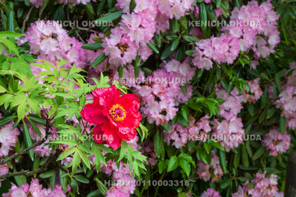 奈良県　岡寺　参道のボタンとシャクナゲ