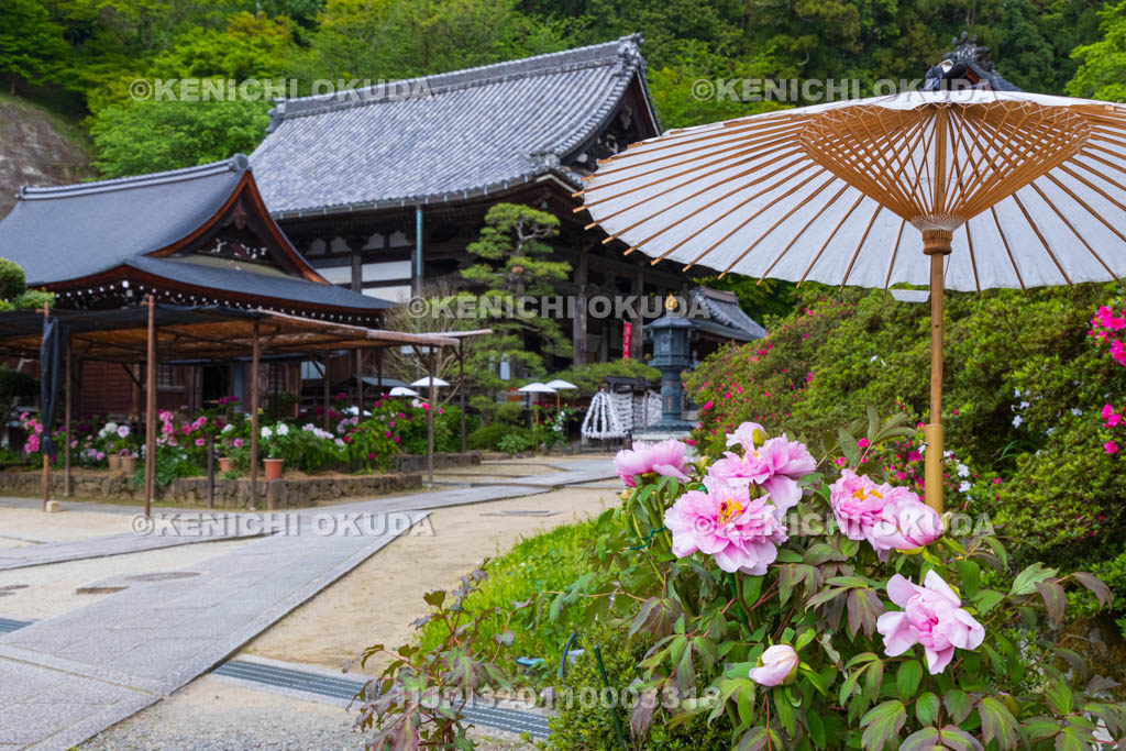奈良県　ボタン咲く岡寺　開山堂前