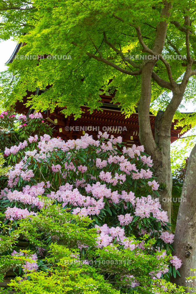 奈良県　シャクナゲ咲く岡寺　三重宝塔