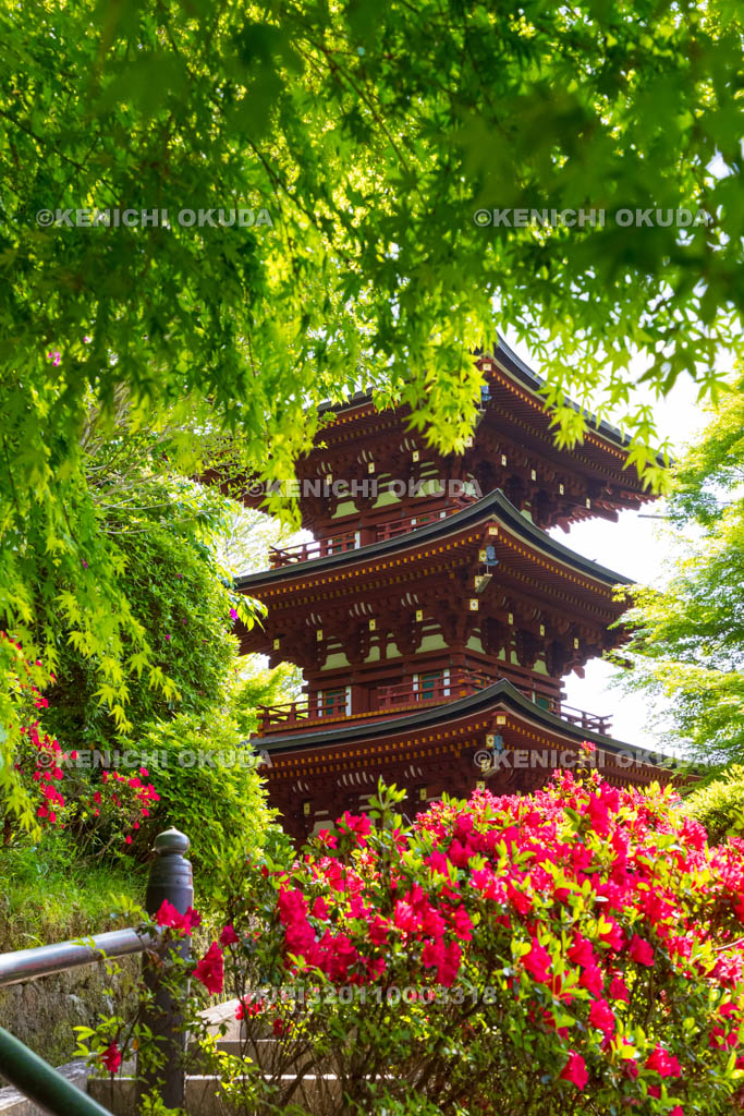 奈良県　ツツジ咲く岡寺　三重宝塔