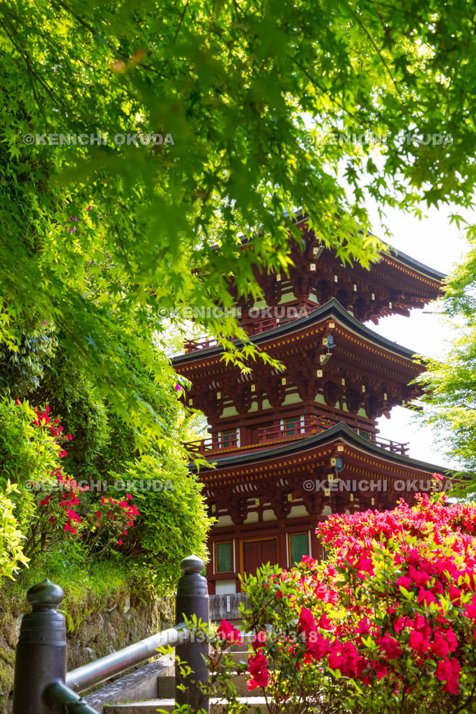 奈良県　ツツジ咲く岡寺　三重宝塔