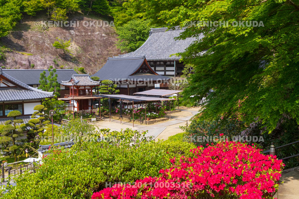 奈良県　ツツジ咲く岡寺
