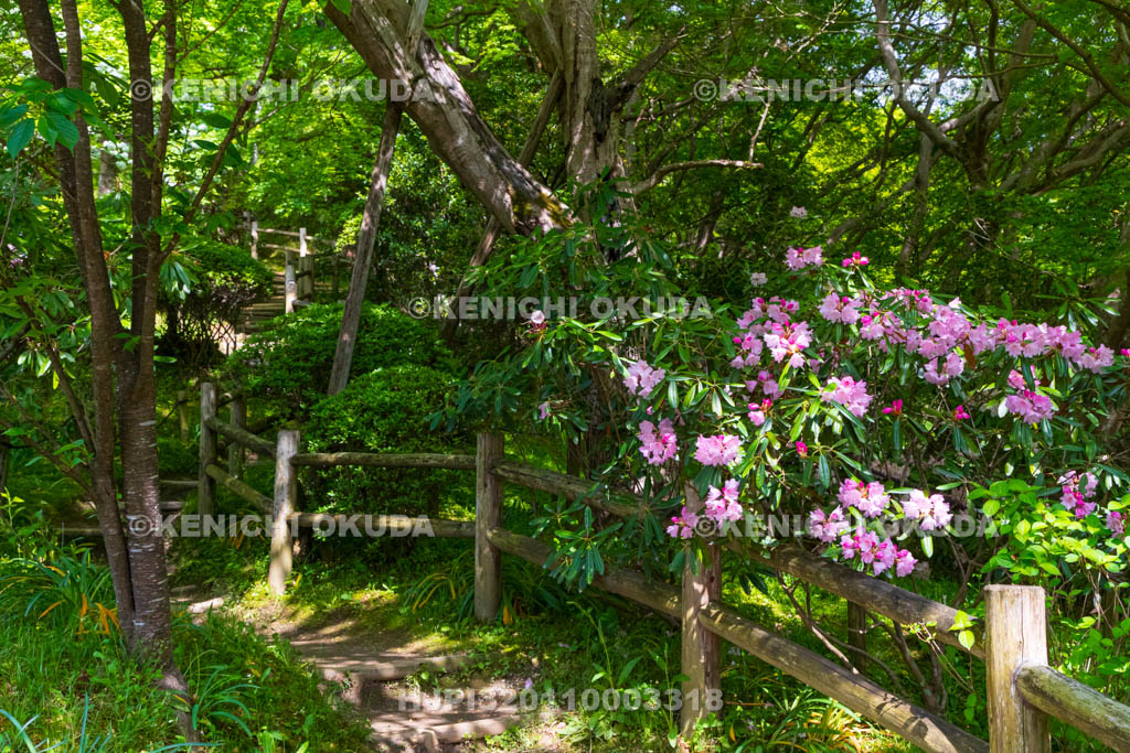 奈良県　シャクナゲ咲く岡寺　もみじのトンネル