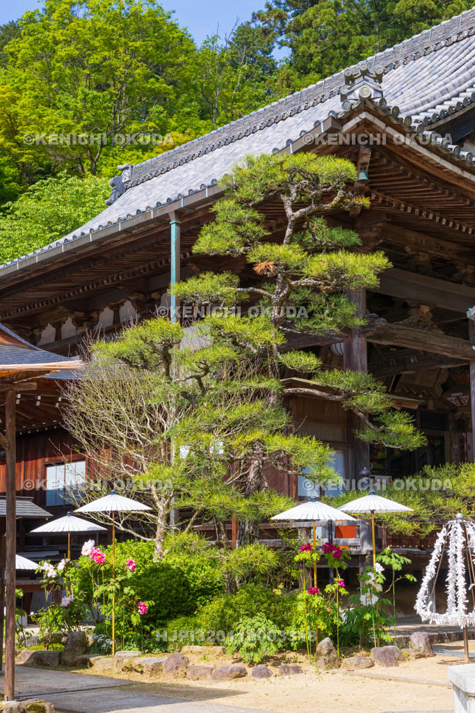 奈良県　ボタン咲く岡寺　本堂