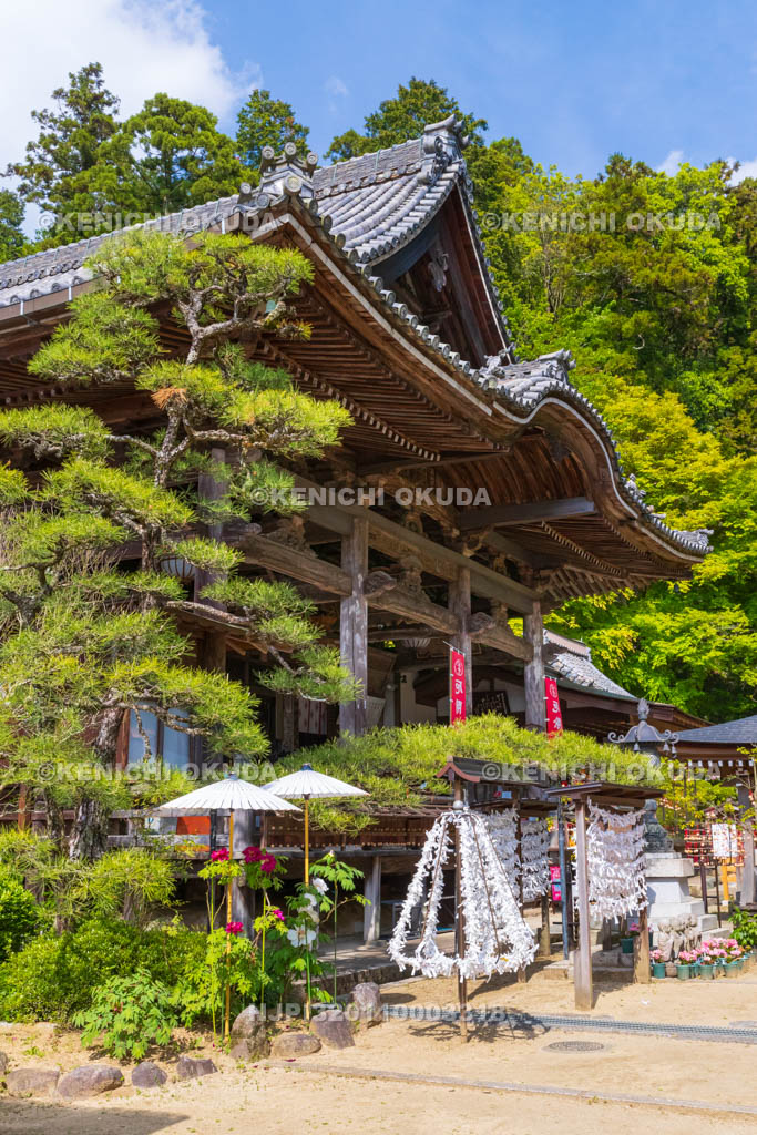 奈良県　ボタン咲く岡寺　本堂